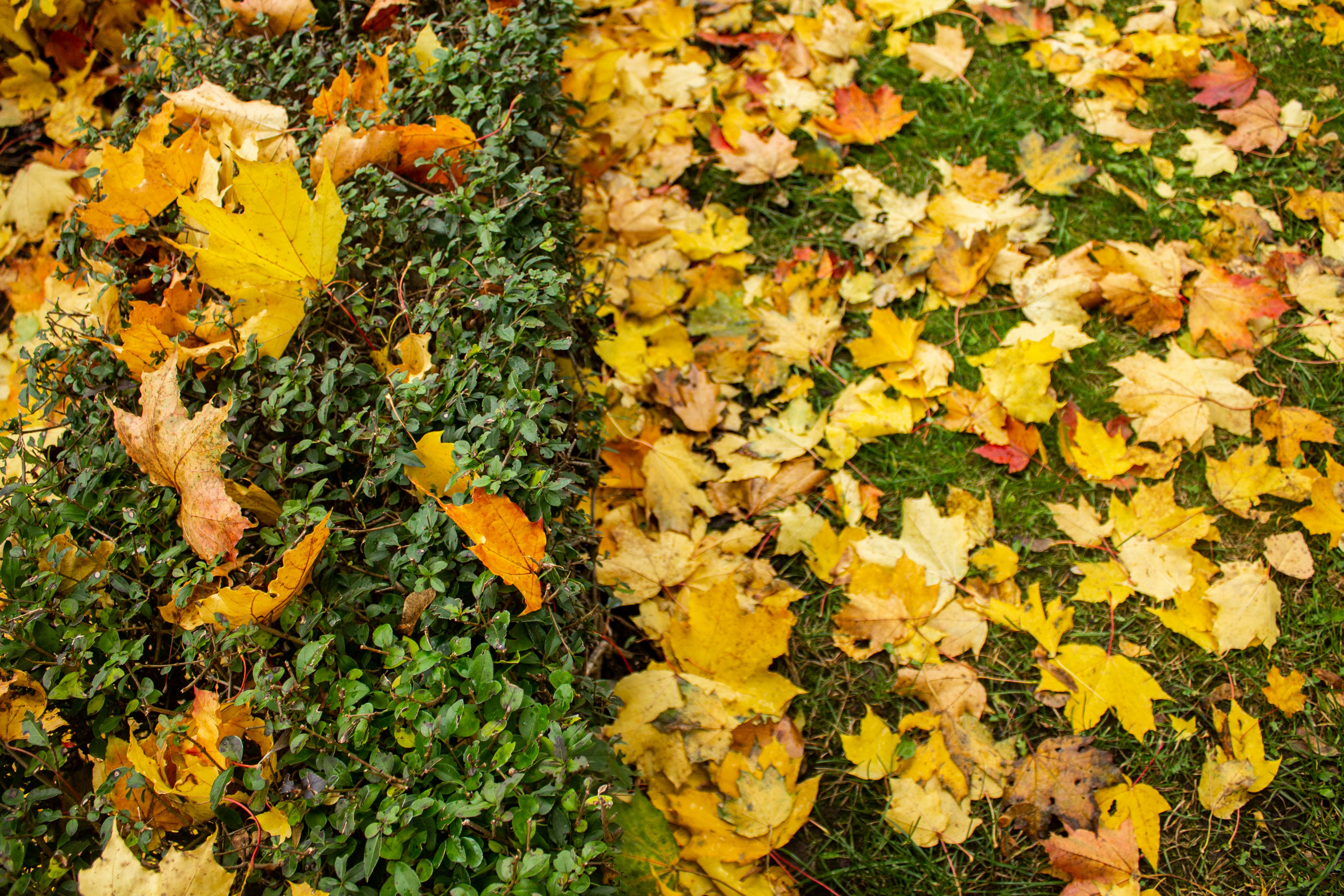 تنسيق حدائق احترافية